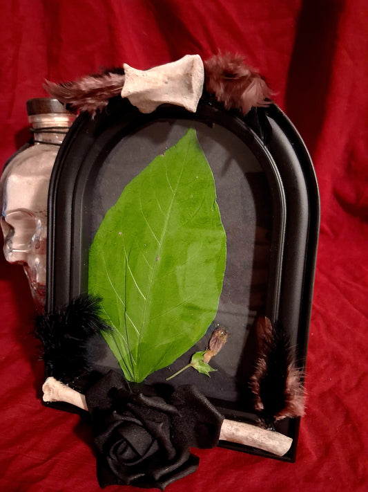REAL Framed Pressed Deadly Nightshade Flower and Leaf ● Bones ● Halloween ● Unique Gothic Gifts
