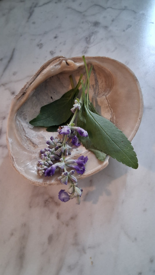 Altar Bowls ● Sea Shell Incense Holders  ●Smudge Bowls ● Witchcraft ● Paganism