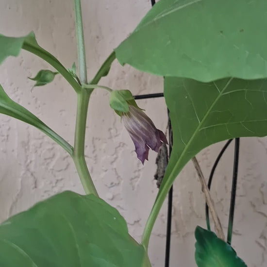 Creating A Deadly Nightshade Piece of Art