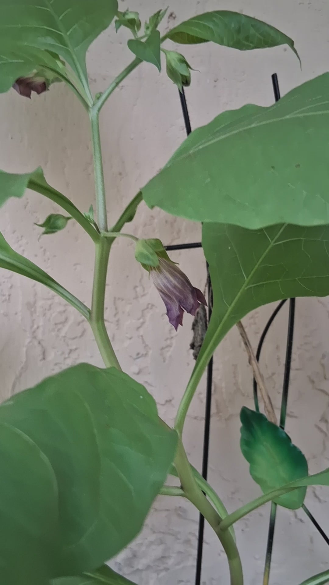 Creating A Deadly Nightshade Piece of Art