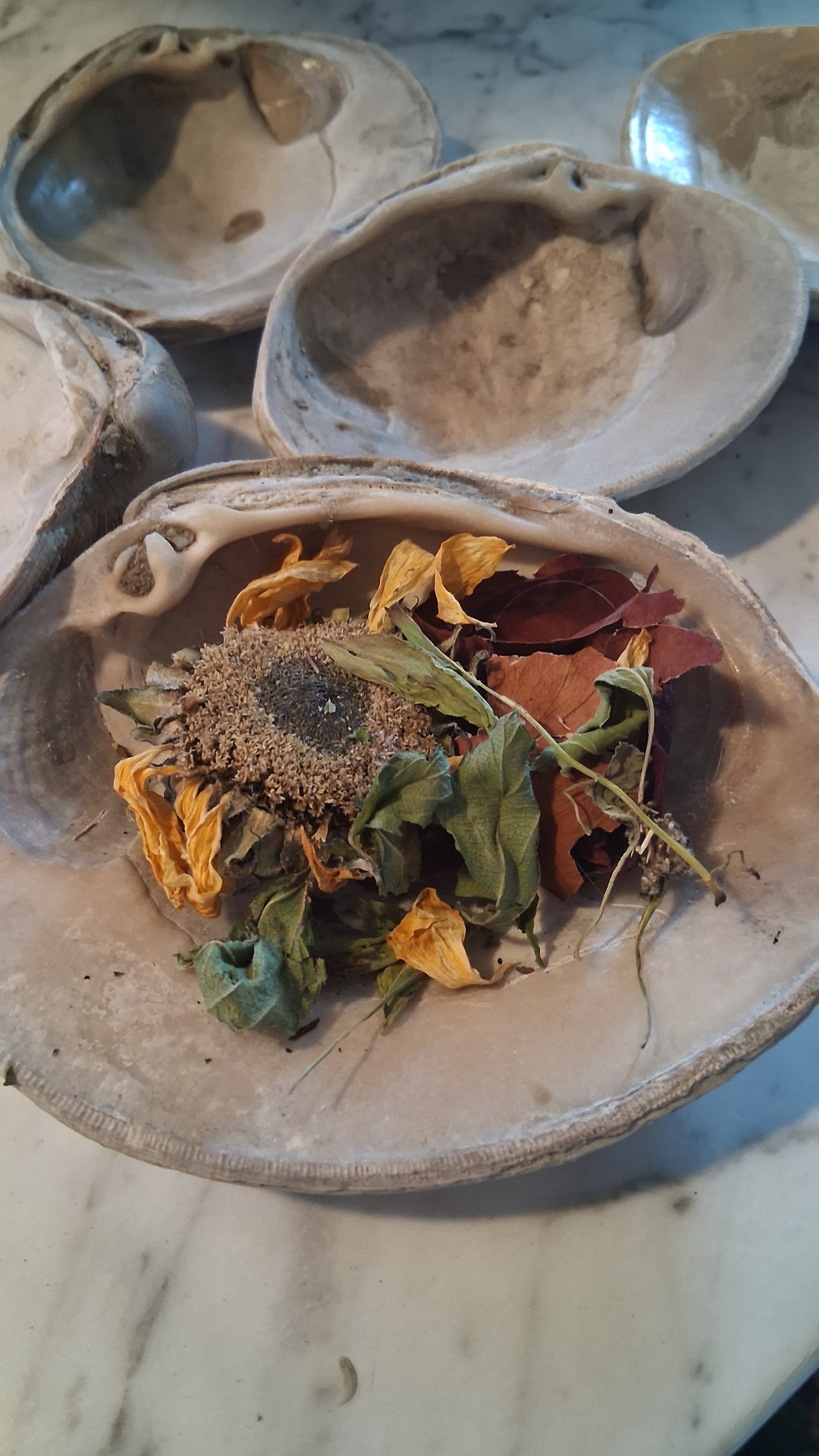 Altar Bowls ● Sea Shell Incense Holders  ●Smudge Bowls ● Witchcraft ● Paganism