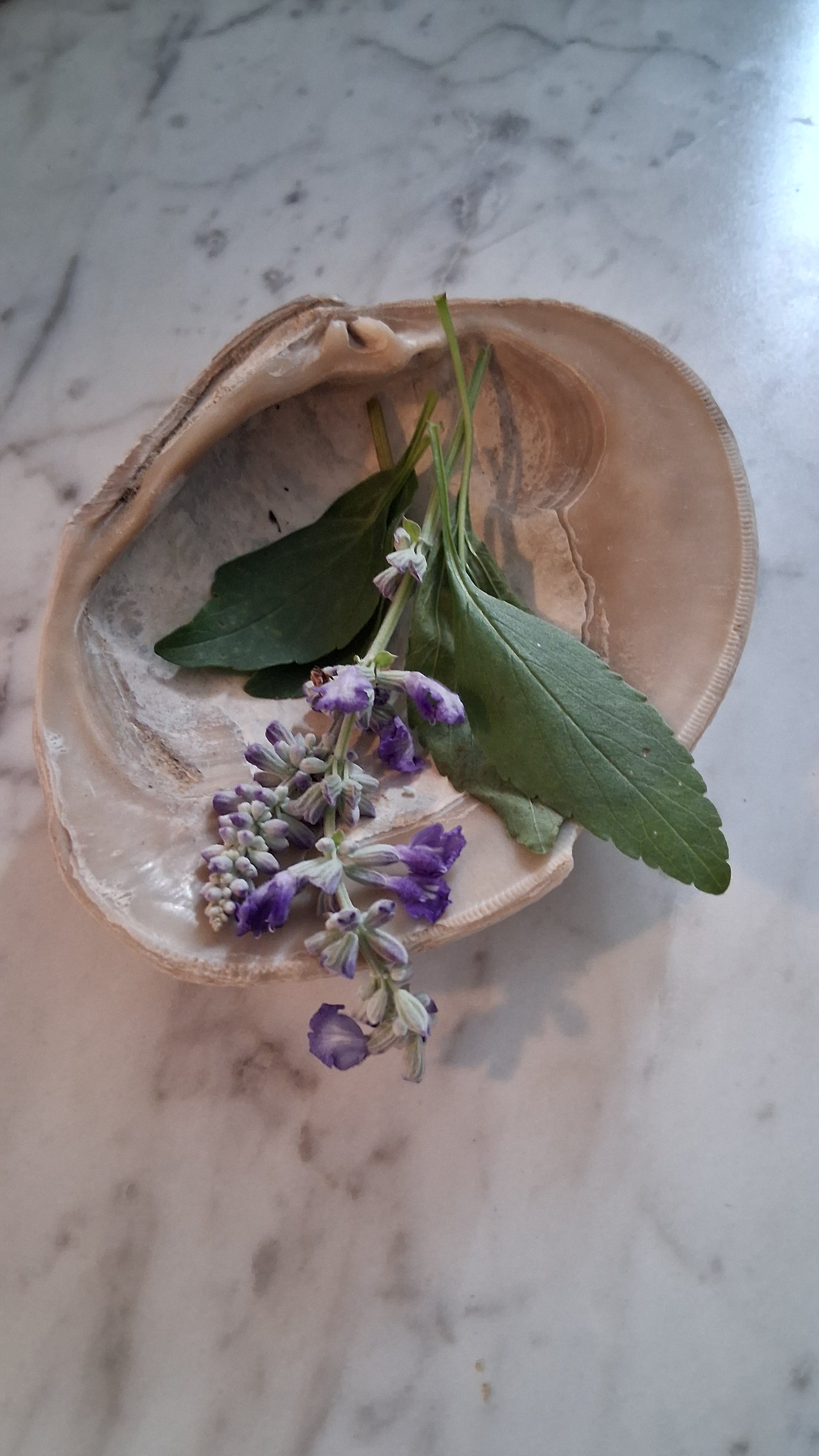 Altar Bowls ● Sea Shell Incense Holders  ●Smudge Bowls ● Witchcraft ● Paganism
