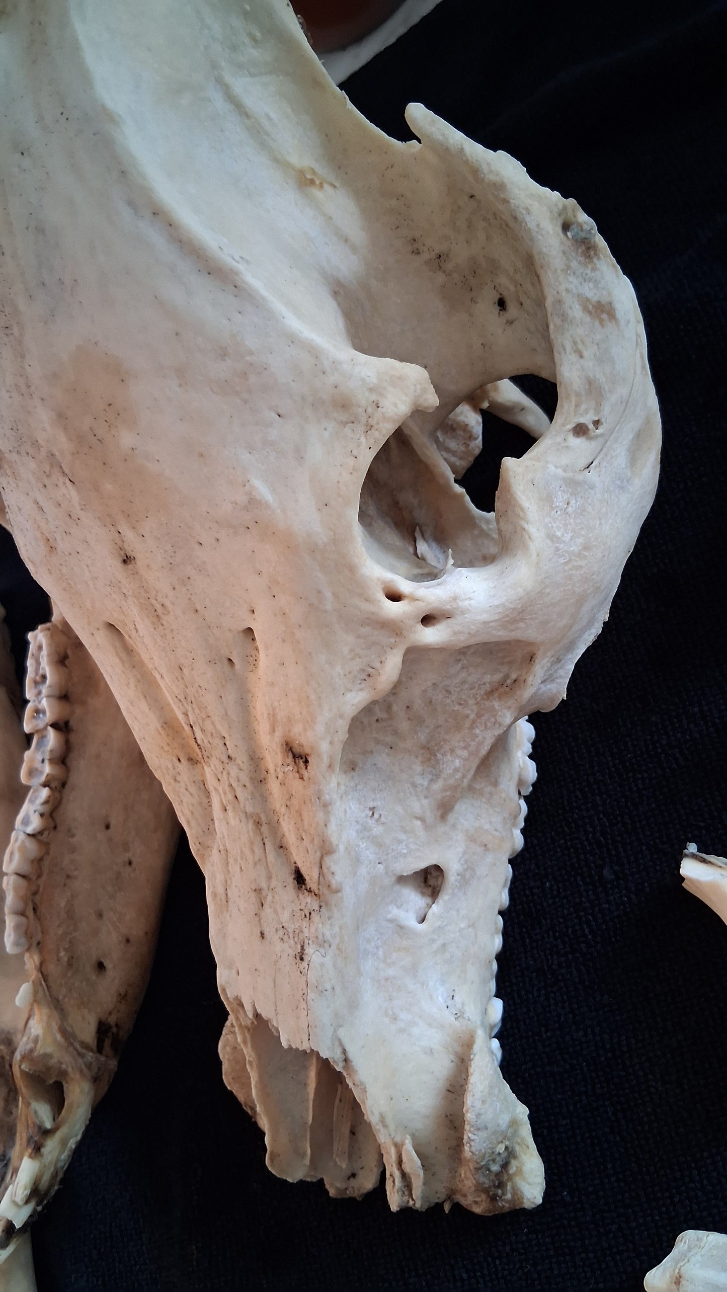Box of Bones ● Oddities ● Assorted Animal Skeleton ● Pig Skull ● Armadillo Shell ● Crafting
