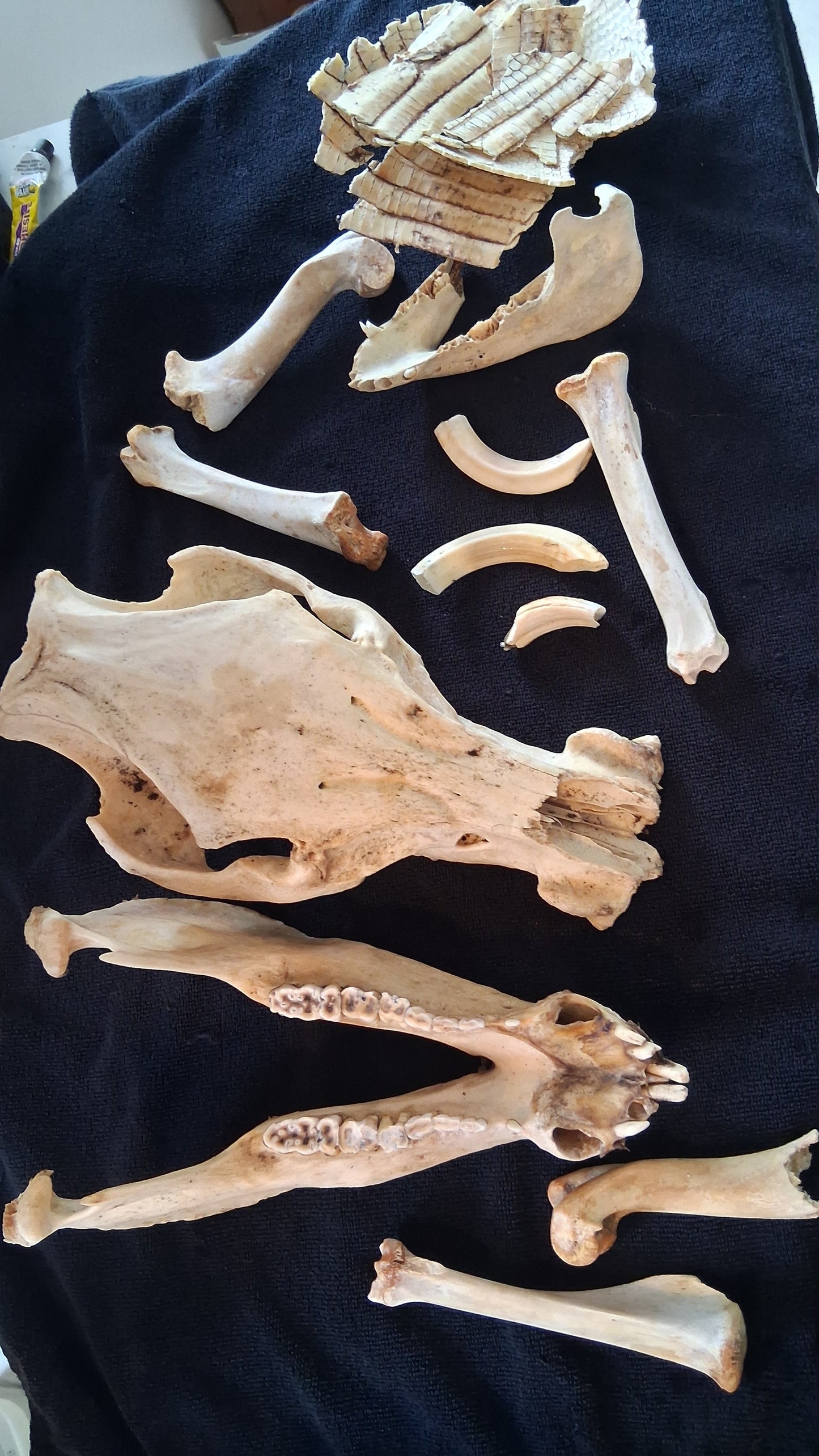 Box of Bones ● Oddities ● Assorted Animal Skeleton ● Pig Skull ● Armadillo Shell ● Crafting