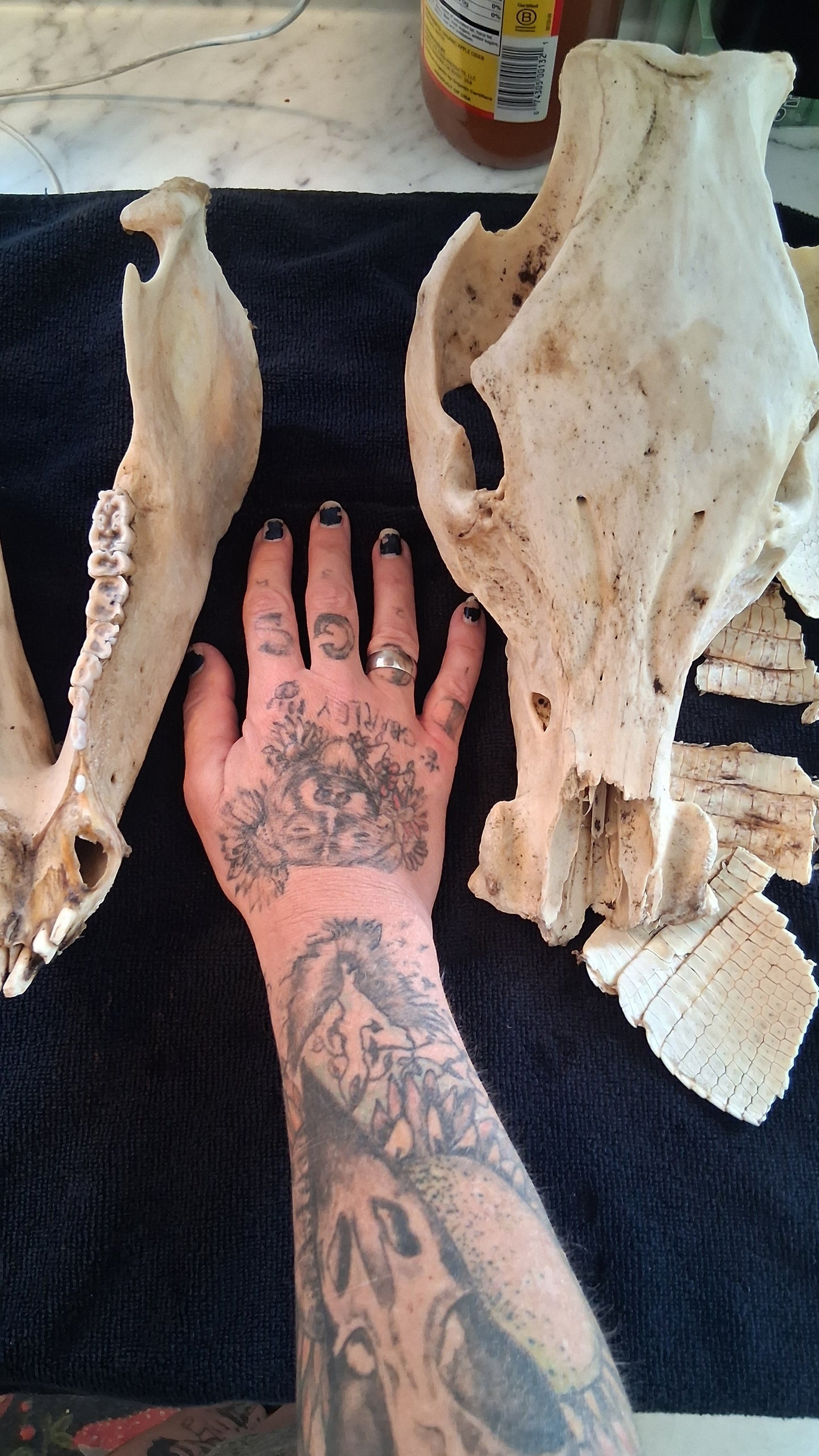 Box of Bones ● Oddities ● Assorted Animal Skeleton ● Pig Skull ● Armadillo Shell ● Crafting