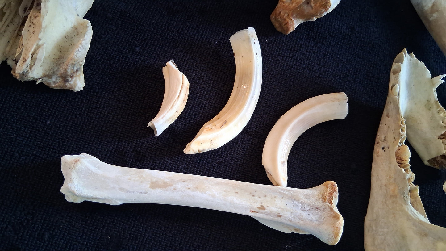 Box of Bones ● Oddities ● Assorted Animal Skeleton ● Pig Skull ● Armadillo Shell ● Crafting