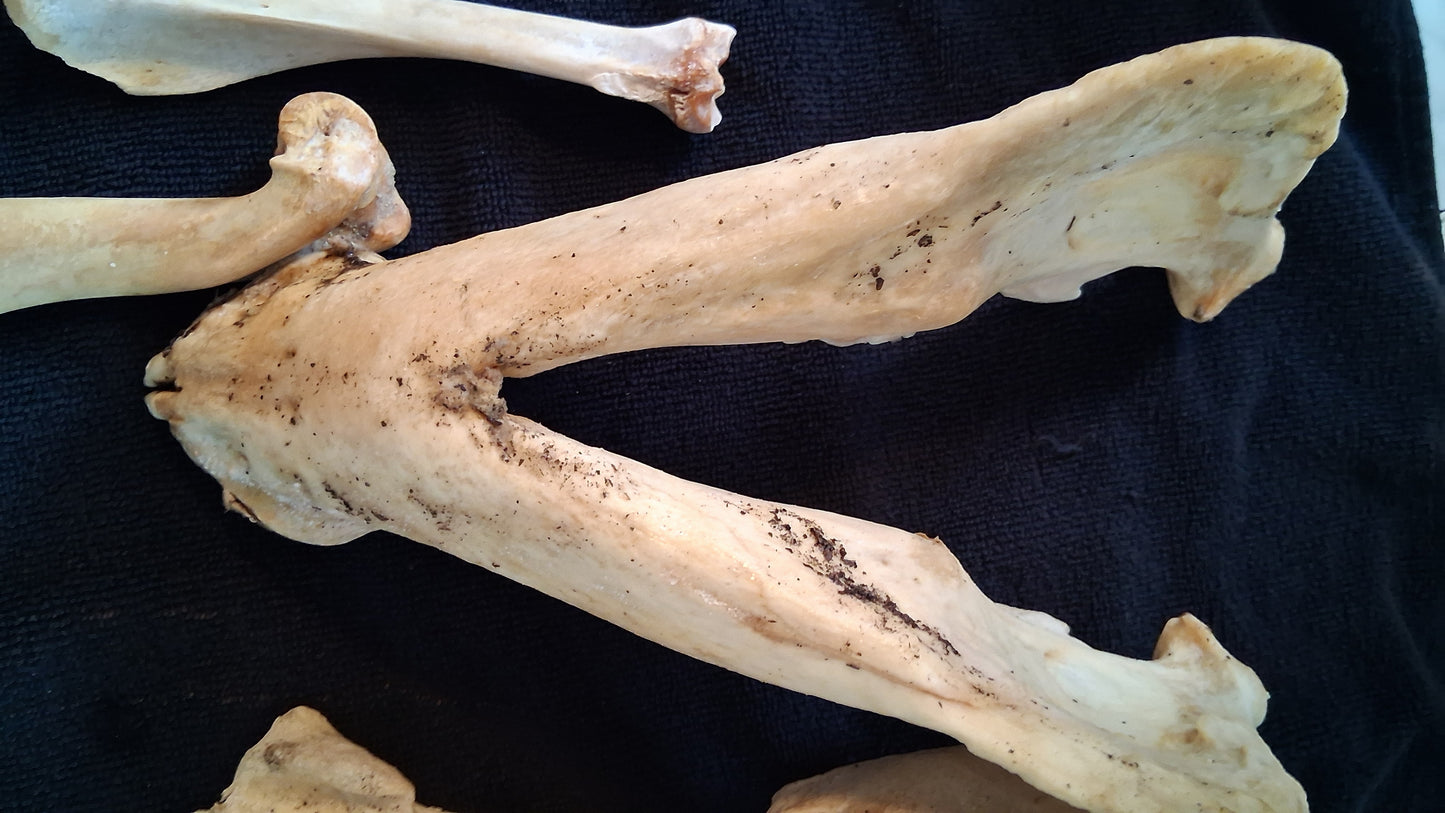 Box of Bones ● Oddities ● Assorted Animal Skeleton ● Pig Skull ● Armadillo Shell ● Crafting