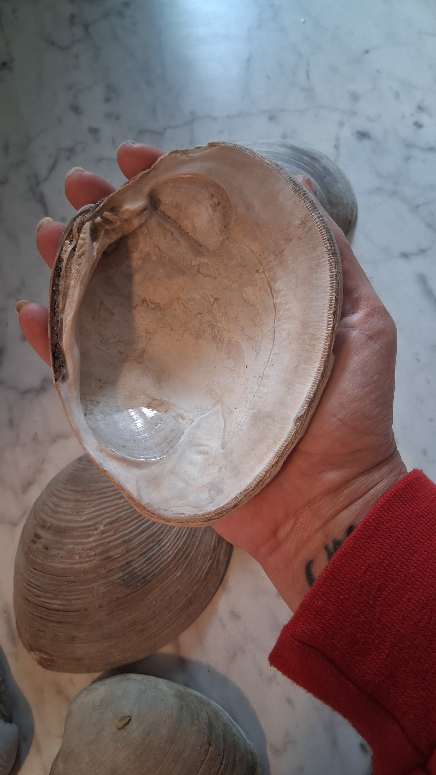 Altar Bowls ● Sea Shell Incense Holders  ●Smudge Bowls ● Witchcraft ● Paganism