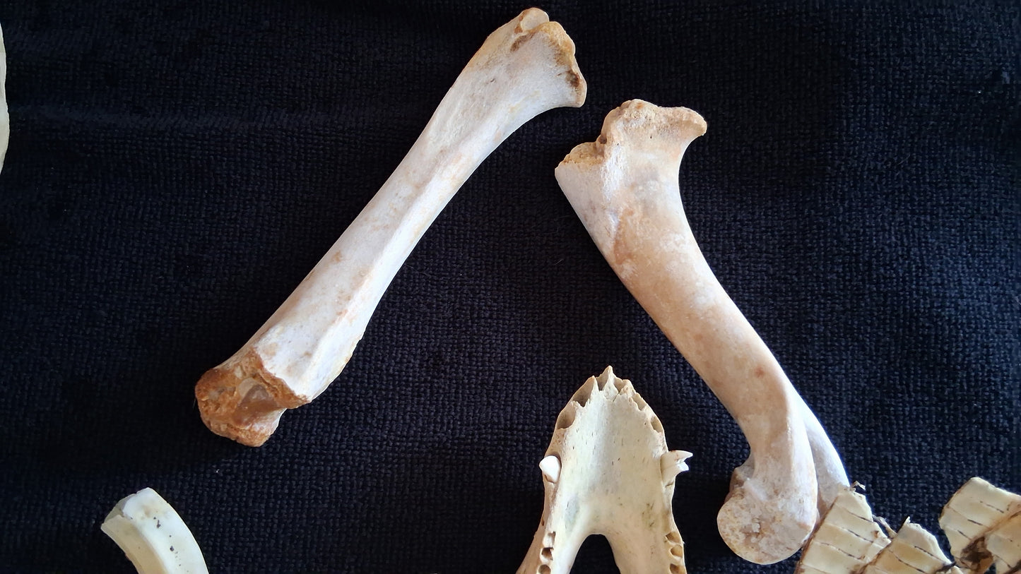 Box of Bones ● Oddities ● Assorted Animal Skeleton ● Pig Skull ● Armadillo Shell ● Crafting