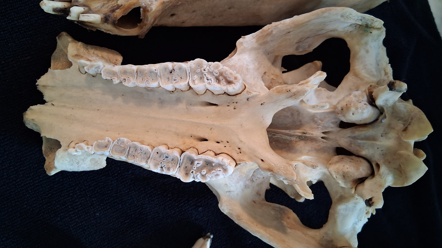 Box of Bones ● Oddities ● Assorted Animal Skeleton ● Pig Skull ● Armadillo Shell ● Crafting