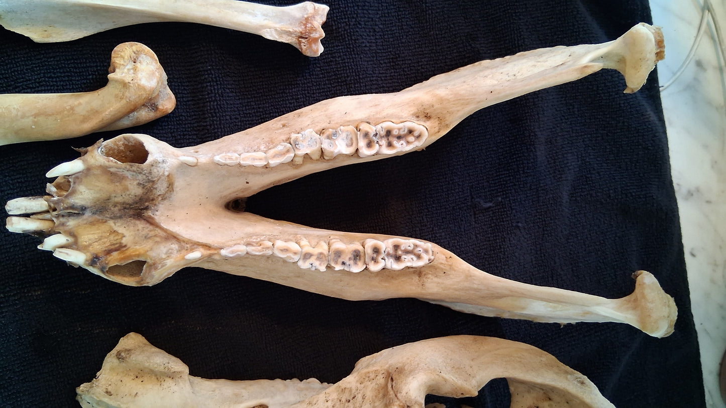 Box of Bones ● Oddities ● Assorted Animal Skeleton ● Pig Skull ● Armadillo Shell ● Crafting