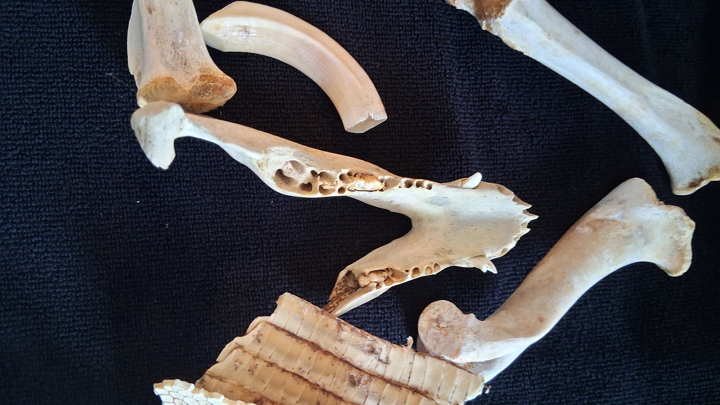 Box of Bones ● Oddities ● Assorted Animal Skeleton ● Pig Skull ● Armadillo Shell ● Crafting