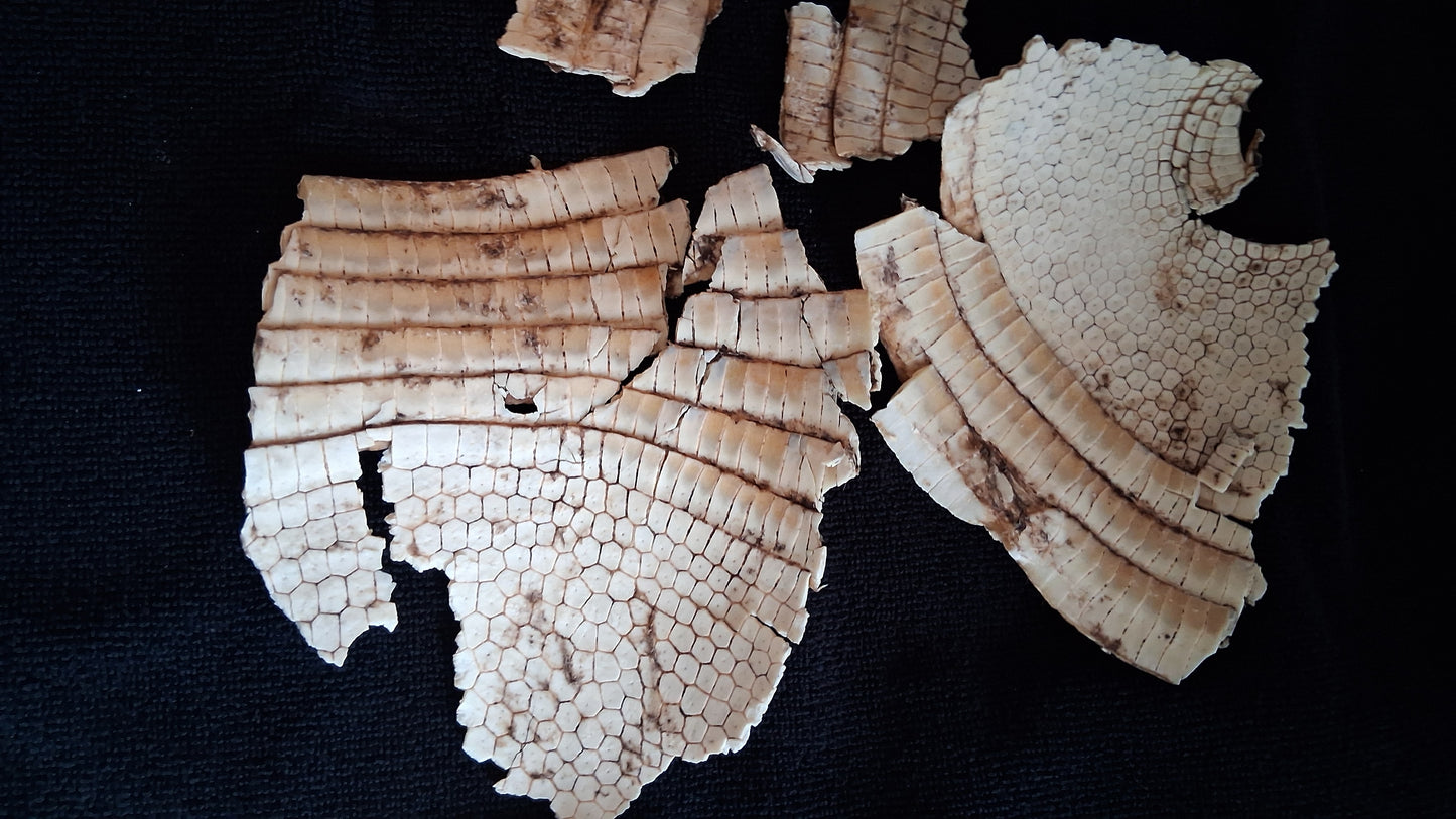 Box of Bones ● Oddities ● Assorted Animal Skeleton ● Pig Skull ● Armadillo Shell ● Crafting