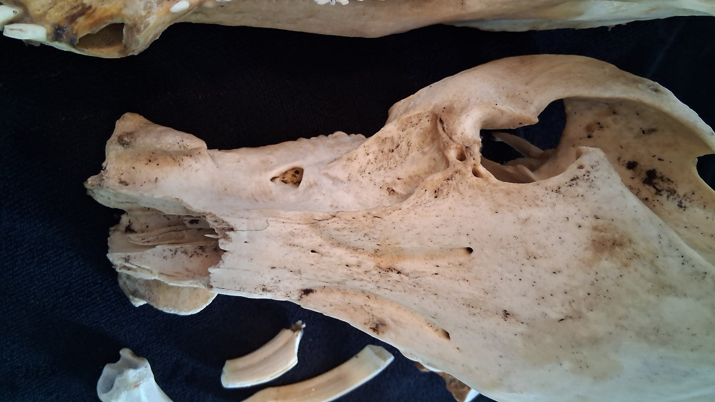 Box of Bones ● Oddities ● Assorted Animal Skeleton ● Pig Skull ● Armadillo Shell ● Crafting