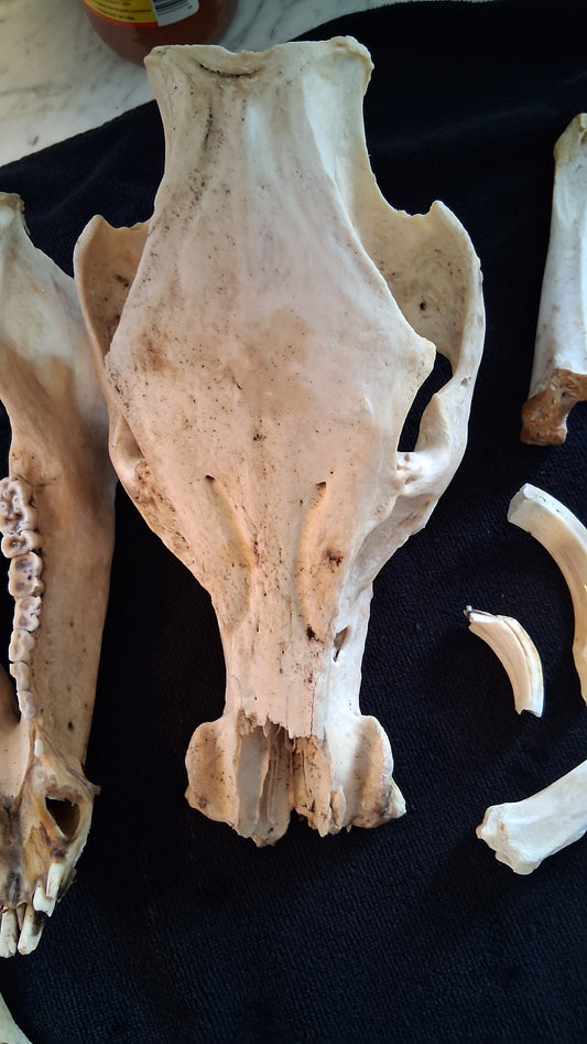 Box of Bones ● Oddities ● Assorted Animal Skeleton ● Pig Skull ● Armadillo Shell ● Crafting